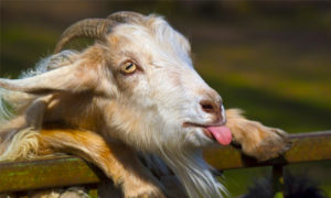 Goat acting weird
