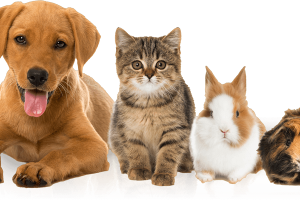 pet care