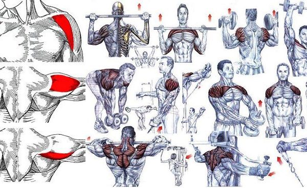 Build Bigger Shoulders in Just 20 Minutes Workout?