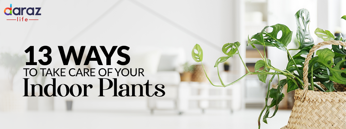  13 Things You Should Know Before Getting Indoor Plants!