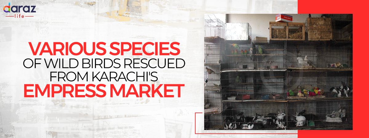  Several Species of Wild Birds Rescued from Karachi’s Empress Market