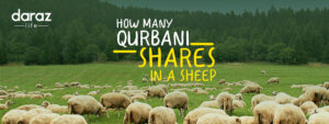 Sheep Shares for Qurbani