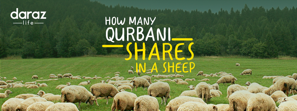  Sheep Qurbani Share for Eid ul Adha – How Many Qurbani Shares in a Sheep