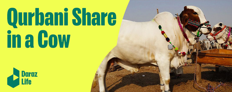 Qurbani Share in Cow - Qurbani Cow Share in Pakistan 2022 - Daraz Blog