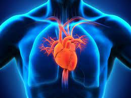 10. Cardiovascular Health